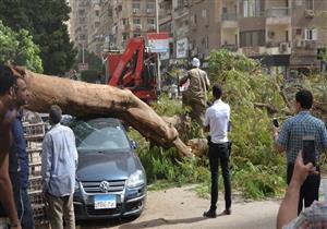 شلل مروري بالدقي إثر سقوط شجرة بشارع مصدق