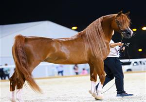 مسؤول: إقبال غير مسبوق على بطولة الخيل العربي الأصيل بمهرجان الزهراء