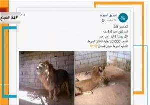 لأول مرة في مصر.. عرض أسد للبيع على "فيسبوك" 