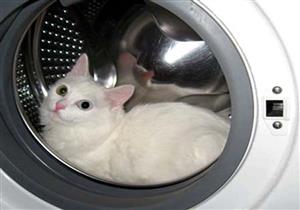 شاب "غسل" قط في غسالة الملابس حتى الموت..والسبب