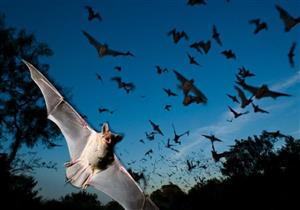 احذر.. الخفافيش قد تصيبك بالانفلونزا 