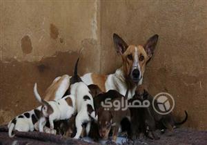 داليا في الملجأ.. أمومة متبادلة مع 582 كلبًا