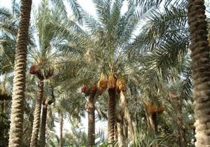 8 فحوصات للوقاية من "إيدز النخيل" في الوادي الجديد