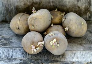  هل البطاطس الخضراء والمبرعمة تصلح للأكل؟ خبراء يجيبون