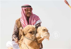 بالفيديو والصور-"في حب الجِمال".. البدو يروون مشاركاتهم في سباقات الهجن