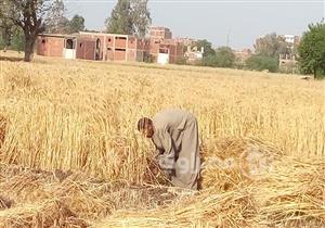 "الزراعة" تصدر نشرة بالتوصيات الفنية لمزارعي القمح خلال مارس