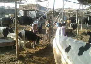 بالصور.. استمرار حملة تحصين الماشية ضد "الحمى القلاعية" في بورسعيد