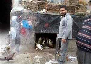 بالصور- حملة لهدم "عشش" تربية الدواجن في بورسعيد