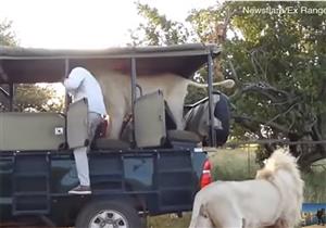 فيديو.. لحظة انقضاض أسد أبيض على حافلة طلاب في جنوب إفريقيا