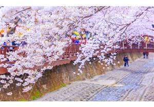 انطلاق مهرجان زهور الكرز في كوريا الجنوبية