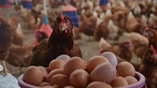 شعبة الدواجن تحدد السعر العادل للدواجن والبيض