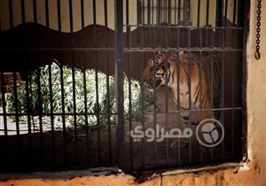 رئيس حديقة الحيوان: أرز باللبن وشاي بحليب لتدفئة الحيوانات في الشتاء القارس - فيديو