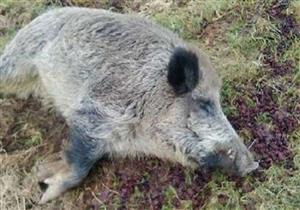 خنزير يعود للحياة مرة أخرى ويرعب الصيادين