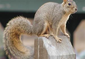 بريطانية تطلب الشرطة بسبب "سنجاب"
