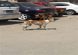 "بيطري جنوب سيناء": القضاء على 315 كلبا ضالا 