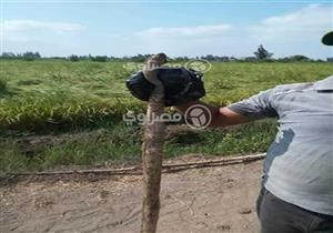 "استعانوا بكراكة".. أهالي البحيرة يعلنون الحرب على الثعابين