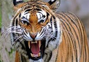 لهذا السبب تم إغلاق مقهى الحيوانات المفترسة