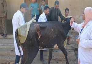 رش 19 بركة ومستنقعًا لمكافحة الجلد العقدي والملاريا في الوادي الجديد