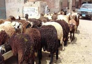 أمانة الفتوى: ذبح الأضاحي في الشوارع وترك مخلفاتها جريمة وسيئة عظيمة 