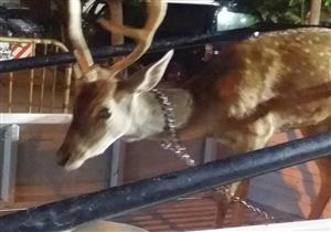 بالصور – "غزال" يثير الجدل في الإسكندرية.. والشرطة تتدخل وتنقذه من الذبح