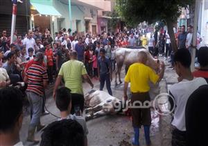 بالصور.. ذبح الأضاحي في شوارع السويس رغم قرار المحافظ بالمنع