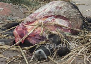 ذبح عجل نافق بمدينة الطور.. الطب البيطري بجنوب سيناء يعلق