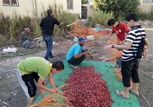 "بلح الخير".. مبادرة لتوزيع محصول النخيل على الأسر الفقيرة في دمياط (صور)