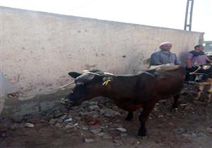 تحصين  100 ألف رأس ماشية في حملات بيطرية بالبحيرة في شهر