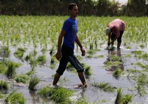 للفلاحين.. تعرف على شروط ومواصفات توريد الأرز الشعير لوزارة التموين