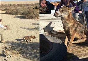 بعد إنقاذه من البيع.. إطلاق سراح ذئب مهدد بالانقراض لبيئته الطبيعية بوادي الريان