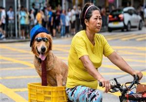 دراسة: امتلاك كلب مفيد يطيل العمر