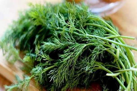 هل الشبت مفيد لصحة العظام؟