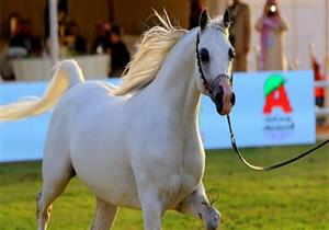 بمشاركة 271 حصانًا عربيًا.. انطلاق مهرجان الخيول بمحطة الزهراء اليوم