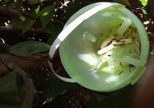 بالمصايد الجنسية.. البحيرة تواجه ذبابة الفاكهة والاستخدام العشوائي للمبيدات