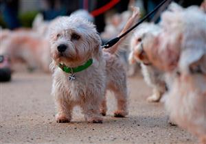 اللعب بالجوز "سم" يهدد حياة الكلاب 