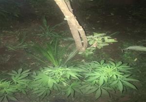 القبض على عاطل حول منزله وكرا لزراعة المواد المخدرة بالفيوم