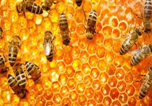  منها عسل البرسيم.. إليك أنواع العسل وفوائده الصحية (صور)