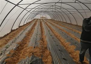 بالصور.. الوادي الجديد تنفذ مشروع الصوب الزراعية بطريق "الخارجة- أسيوط"