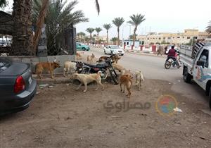 نواب يطالبون بمواجهة الحيوانات الضالة: "حماية الإنسان أهم من حق الحيوان"