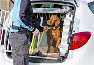 تحذير من مخاطر "الحيوانات الأليفة" بالسيارات عند وقوع الحوادث