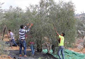 الحرية عبر الزرع.. أول قرية بيئية فلسطينية 