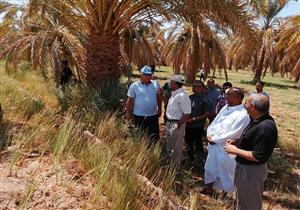 بالصور- طرح أراض صندوق الاستصلاح وبئر الصحاري للإيجار بالوادي الجديد