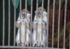 بـ 5 جنيهات.. حديقة الحيوان تستعد لاستقبال زوارها في عيد الأضحى