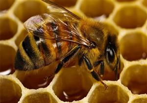 مفاجأة.. اكتشااف علاج لسرطان الثدي من سم النحل