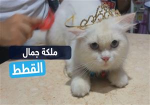 قطة تفوز بلقب ملكة جمال في مسابقة لنشر الوعي بالحيوانات الأليفة