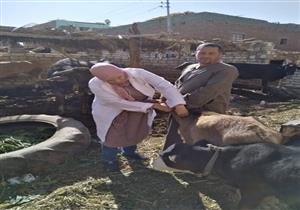 تحصين 96 ألف رأس ماشية ضد "الحمى القلاعية" بالفيوم