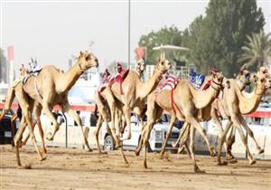 تُباع بمليون جنيه.. رئيس "شرم الشيخ" يكشف عن ثمن الجِمال الفائزة في مهرجان "الهجن" 