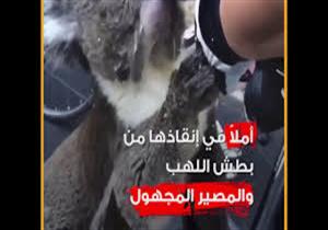 مشاهد مؤلمة.. كيف استنجدت الحيوانات بالبشر في حرائق أستراليا؟
