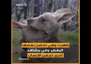 بشرة خير.. أمطار في أستراليا وفرحة بين البشر والحيوانات