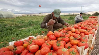 الصادرات الزراعية المصرية تتجاوز 4.8 مليون طن خلال 2025